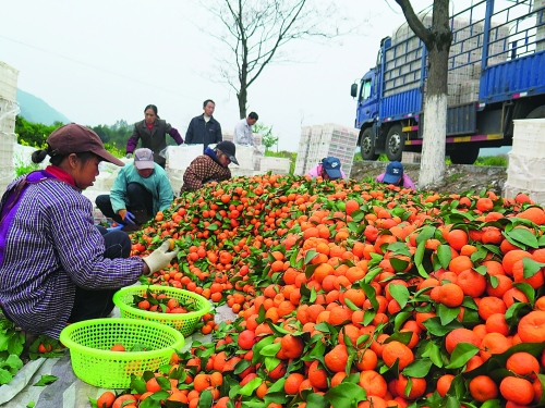 砂糖橘成永福群众致富黄金果 - 桂林日报社数