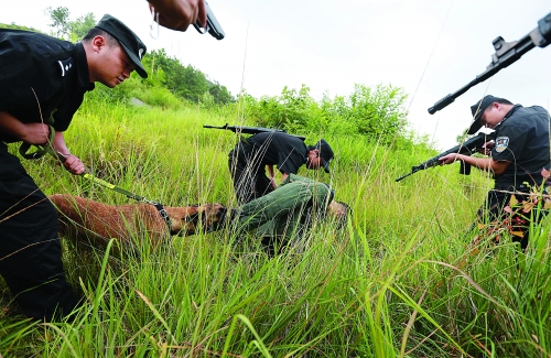 三级功勋犬妞妞 - 桂林日报社数字报刊平台