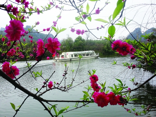 桃花夹岸桃花江 朵朵盛开迎新春