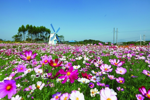 潭下格桑花海.秦培 摄