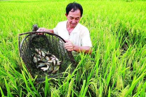 全州县龙水镇桥渡村村民谢崇林在稻田里捕捞乌鲤禾花鱼.