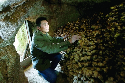 种植生姜大户杨小杏正在地窖中整理生姜.