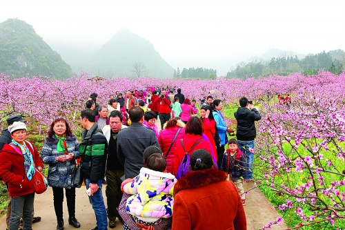 "若待上林花似锦,出门俱是看花人.