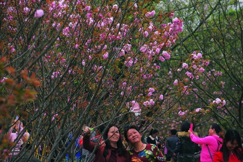 桂林市市民樱花节开幕