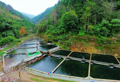 白石村鲟鱼养殖基地依山而建,使用的是山泉水.
