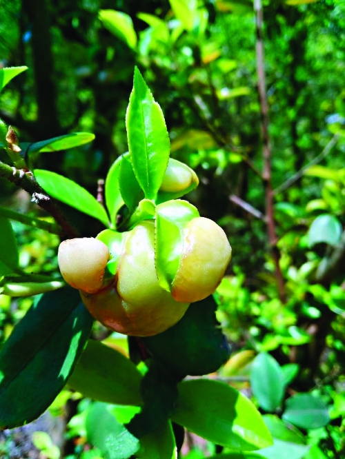 茶泡和茶片