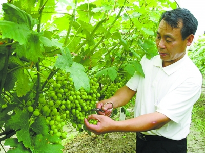 种植户依靠葡萄产业走上了致富之路