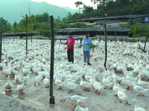 宝博体育- 宝博体育官网- 宝博体育APP下载 BaoBoSports江苏南京开展兽医采样技能培训 筑牢动物疫病防控坚实屏障