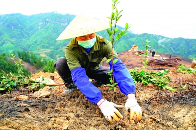 苗乡春来早 油茶种植忙