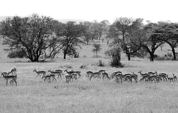 广袤之地 动物之国
