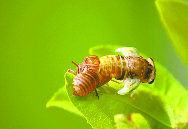 电影 金蝉脱壳 海报