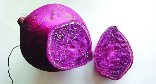 转基因紫薯真实图片