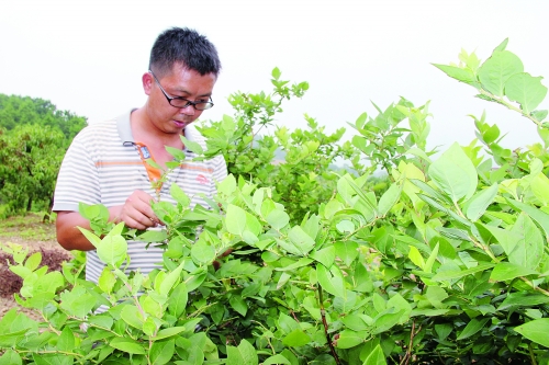 靈川三小夥獨闢蹊徑闖出特色種植路