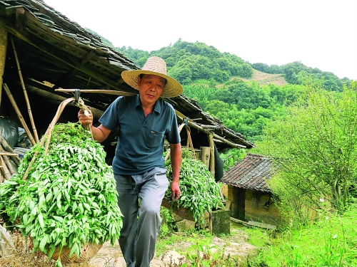流传上百年的"仙人豆腐"